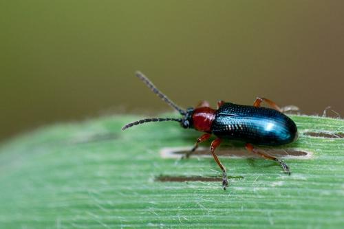 Réf. 144 633 : Oulema sp.