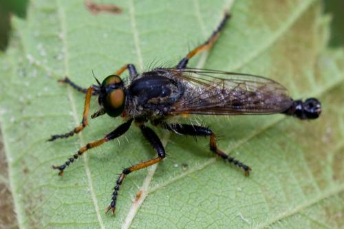 Neoitamus sp.
