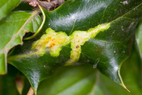 Phytomyza ilicis