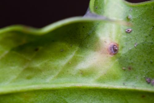 Phytomyza ilicis