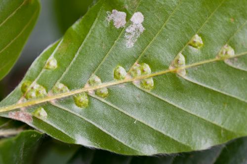 Hartigiola annulipes