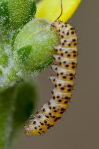 Cucullia lychnitis