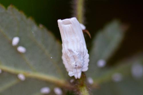 Orthezia urticae