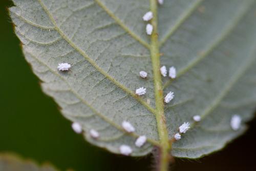 Orthezia urticae