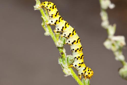 Réf. 144 699 : Cucullia lychnitis