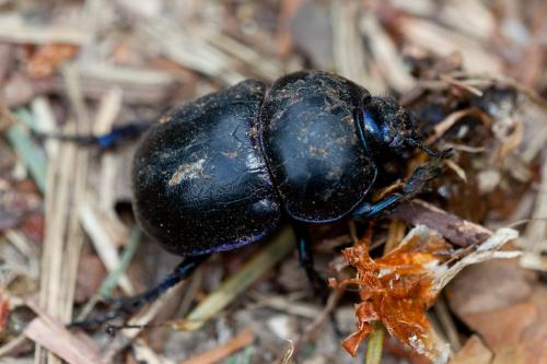 Réf. 144 974 : Trypocopris vernalis