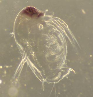 Daphnia pulex