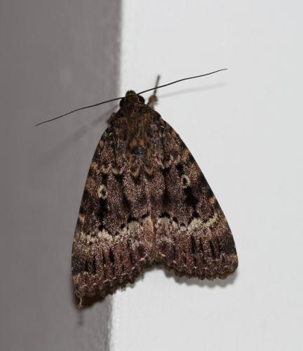 Réf. 144 423 : Amphipyra sp.