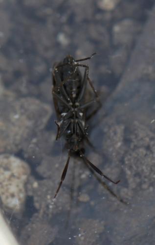 Cremnocephalus alpestris