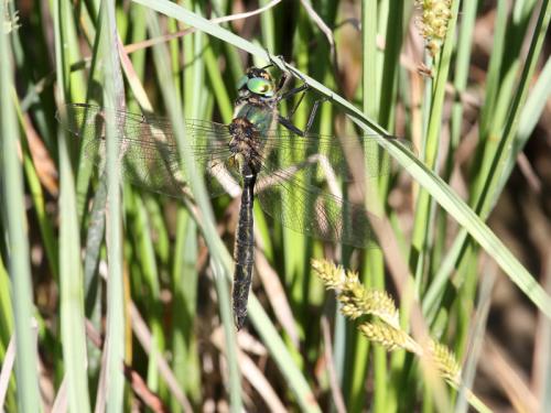 Réf. 144 004 : Somatochlora alpestris