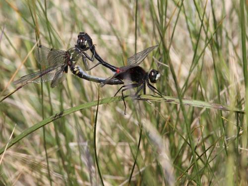 Leucorrhinia dubia