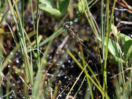 Somatochlora arctica