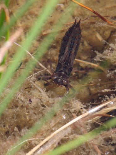 Aeshna juncea