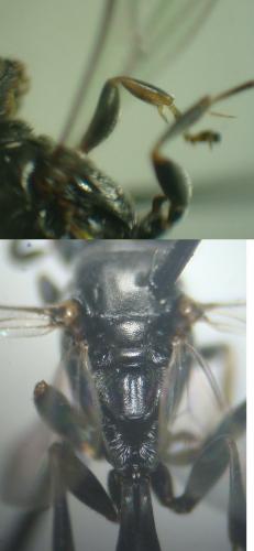 Trypoxylon (clavicerum)