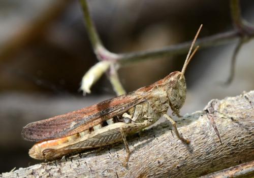 Chorthippus sp.