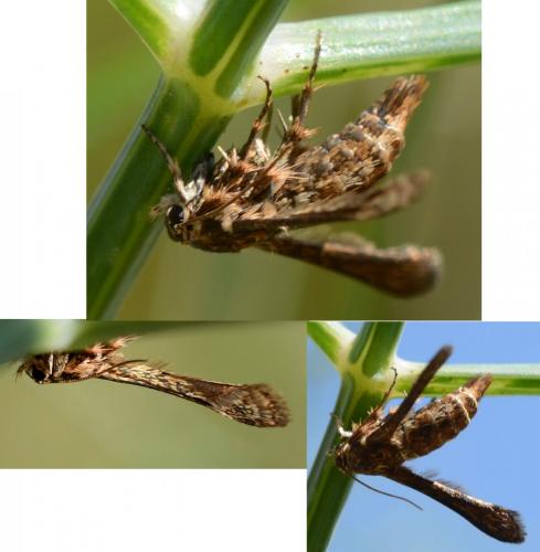 Tinthia tineiformis