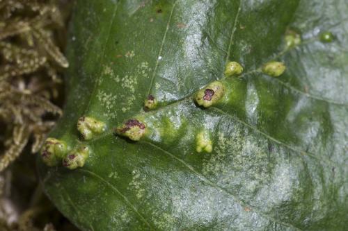 Réf. 144 516 : Eriophyes inangulis