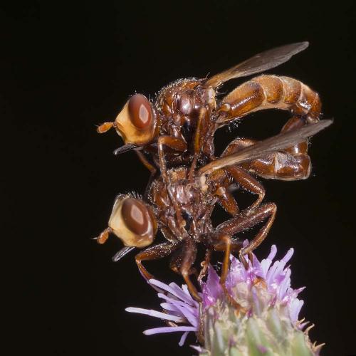Réf. 144 525 : Sicus ferrugineus