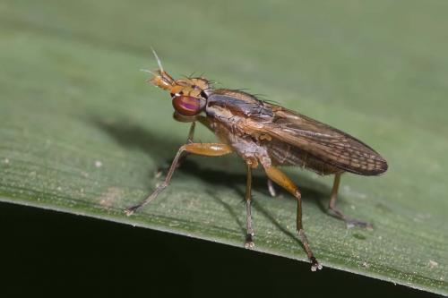 Limnia unguicornis