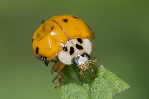 Réf. 144 693 : Harmonia axyridis