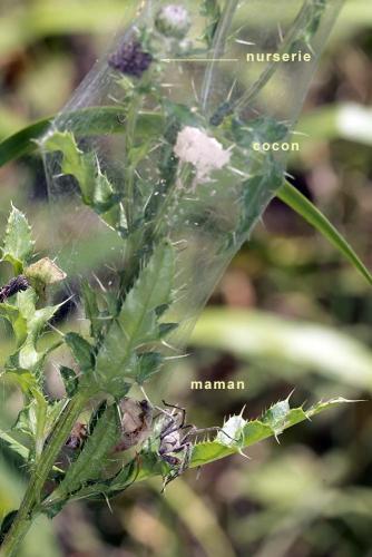 Pisaura mirabilis