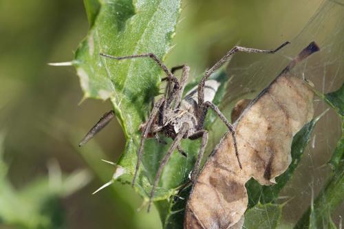 Pisaura mirabilis