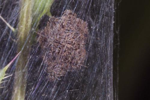 Pisaura mirabilis