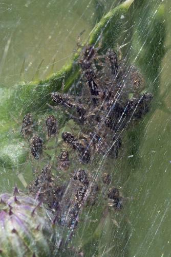 Pisaura mirabilis