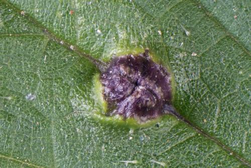 Dasineura urticae