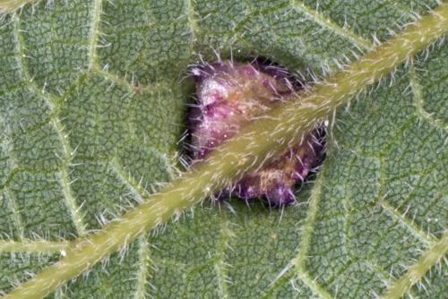 Dasineura urticae