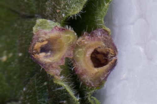 Dasineura urticae