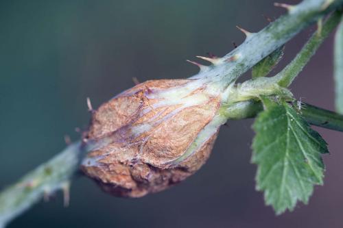 Réf. 144 816 : Lasioptera rubi