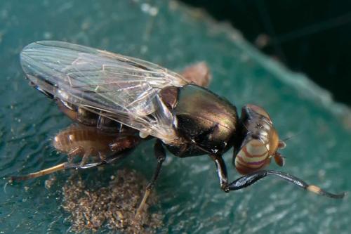 Réf. 144 627 : Physiphora alceae