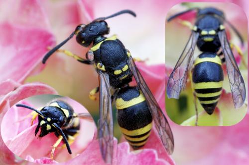 Réf. 144 129 : Ancistrocerus sp.