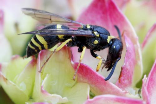 Réf. 144 130 : Ancistrocerus sp.