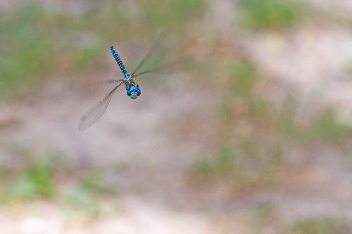 Aeshna affinis