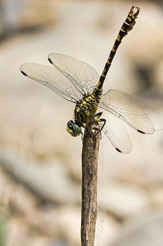 Réf. 144 252 : Onychogomphus forcipatus