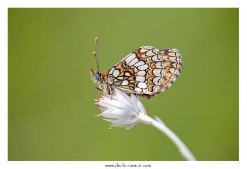 Melitaea sp.