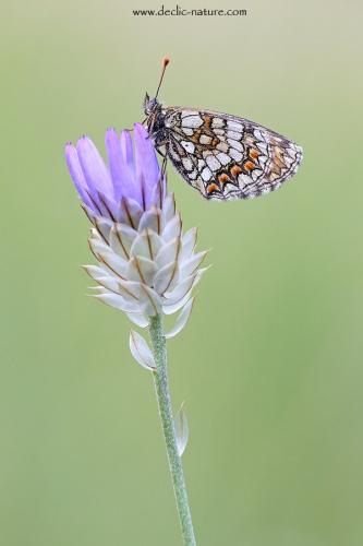 Melitaea sp.