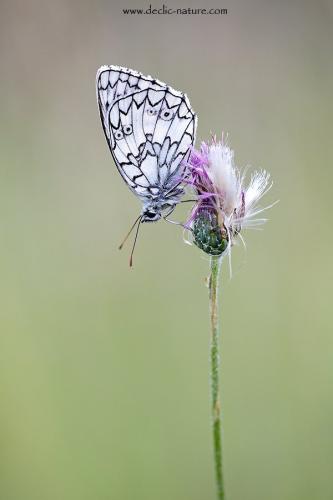 Melanargia russiae