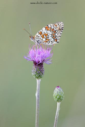 Melitaea phoebe