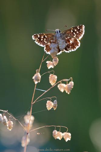 Pyrgus sp.