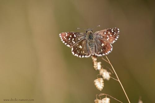 Pyrgus sp.