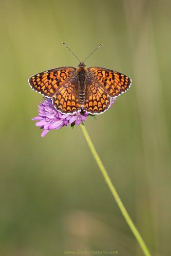 Melitaea phoebe