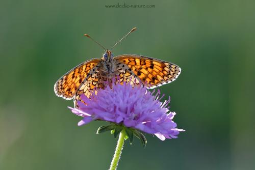 Réf. 144 826 : Melitaea phoebe