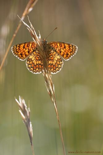 Melitaea phoebe