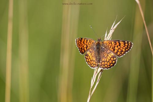 Réf. 144 827 : Melitaea phoebe