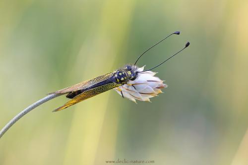 Libelloides longicornis