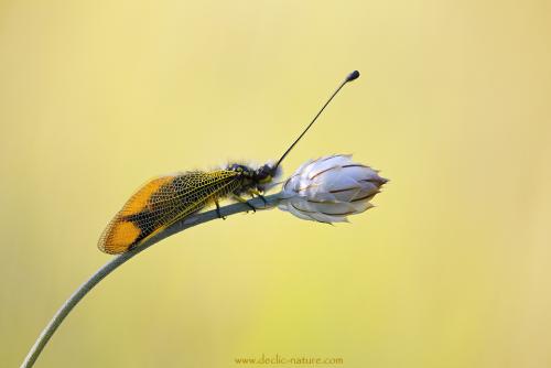 Libelloides longicornis
