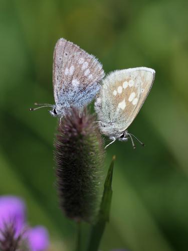 Plebejus orbitulus